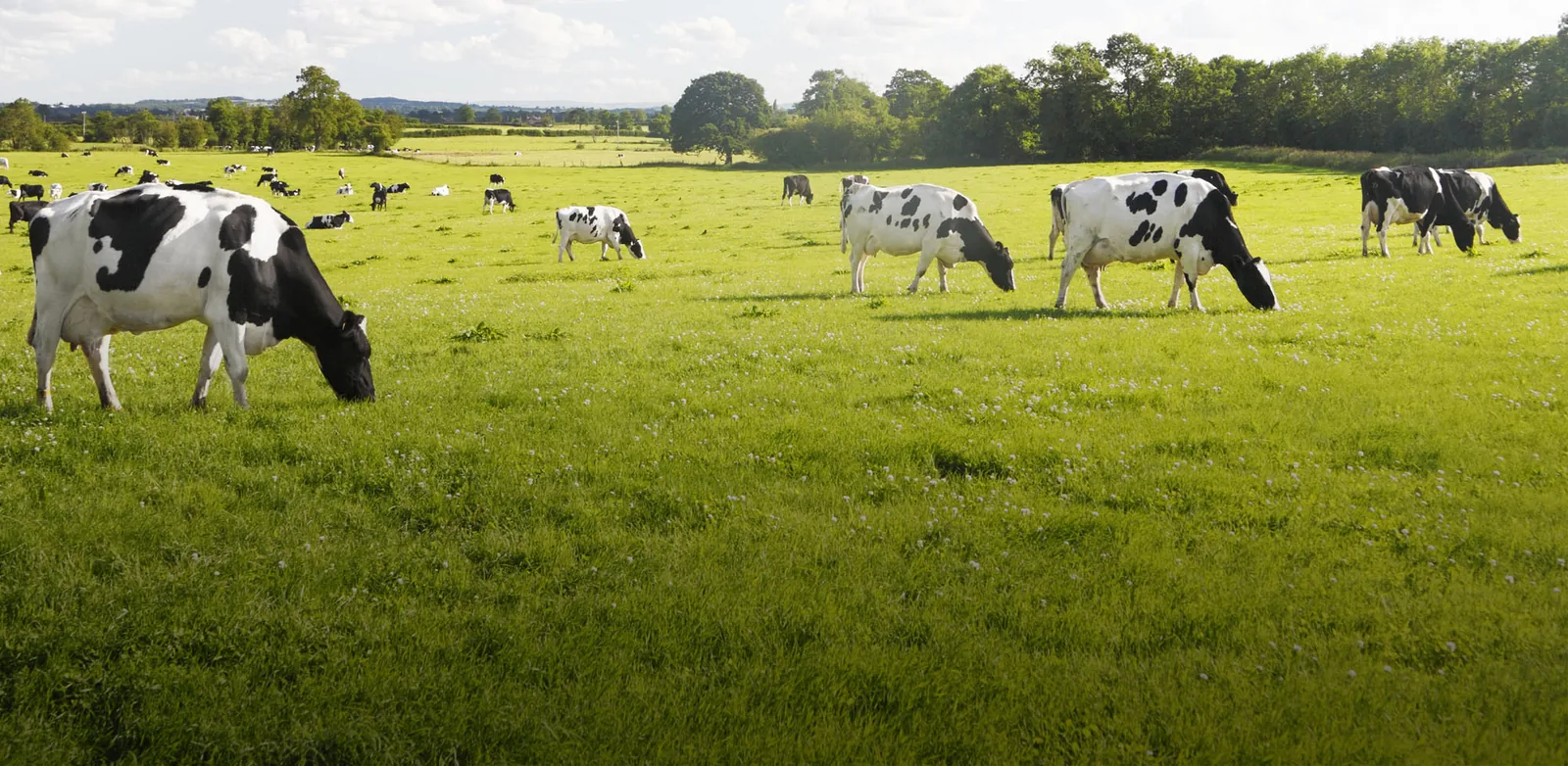 Cattle grazing in a green pasture