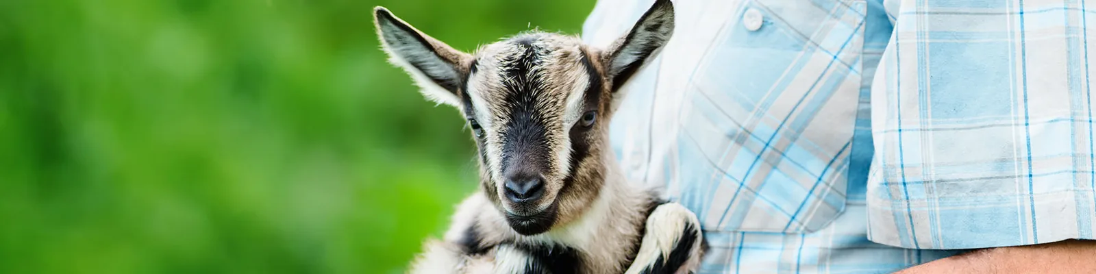 Goat receiving large animal veterinary care