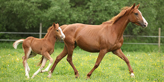 Horse and Foal